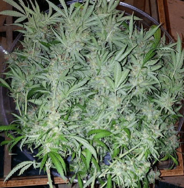 Superlemonhaze74daze