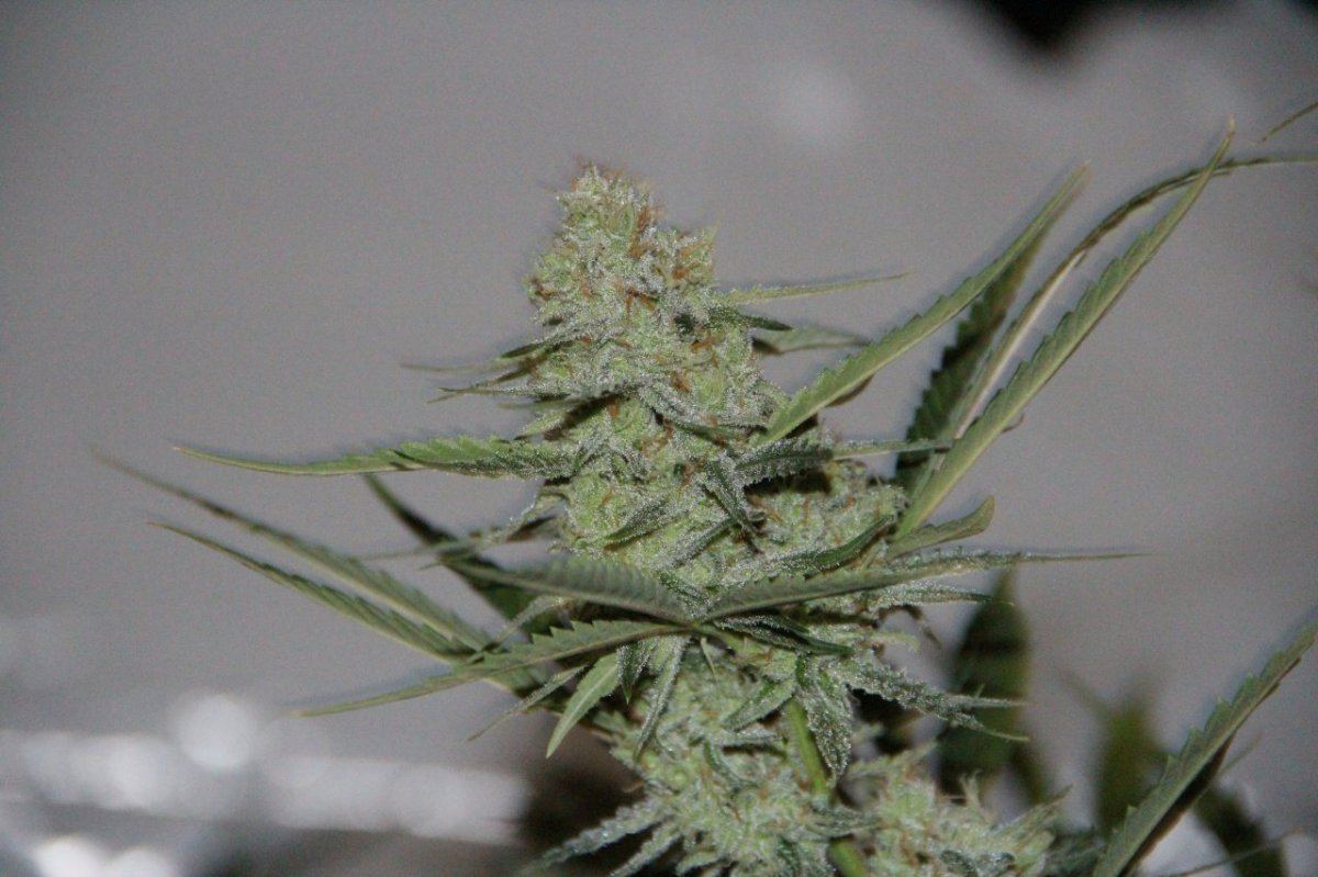 SuperLemonHaze ThcfarmerEdit
