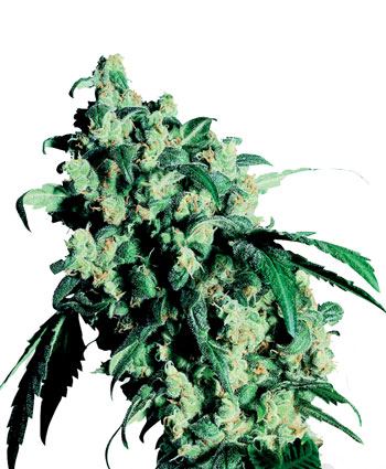 Superskunk 1