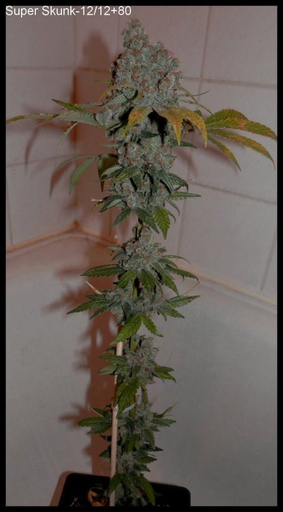 SuperSkunk 80days   1