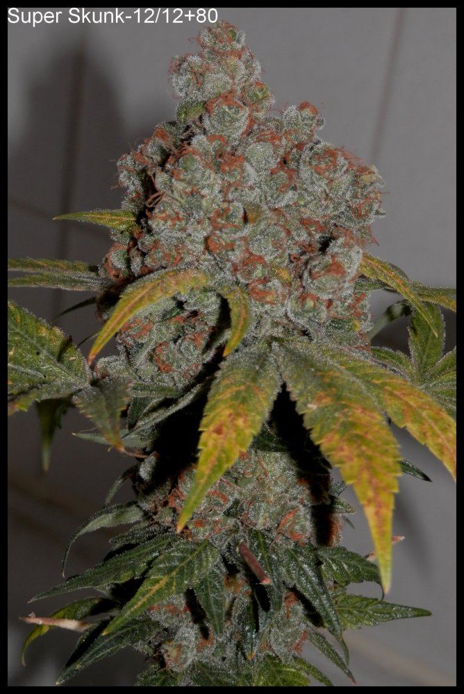 SuperSkunk 80days   2