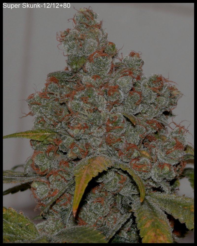 SuperSkunk 80days   3