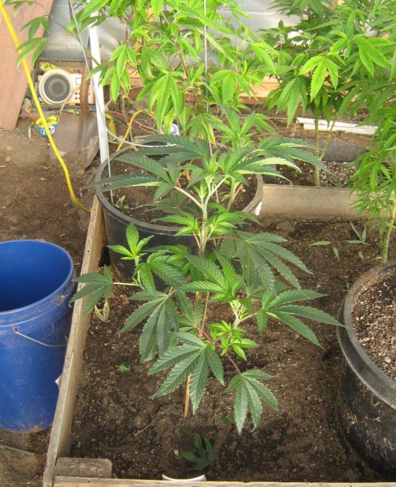 SuperSkunk1221