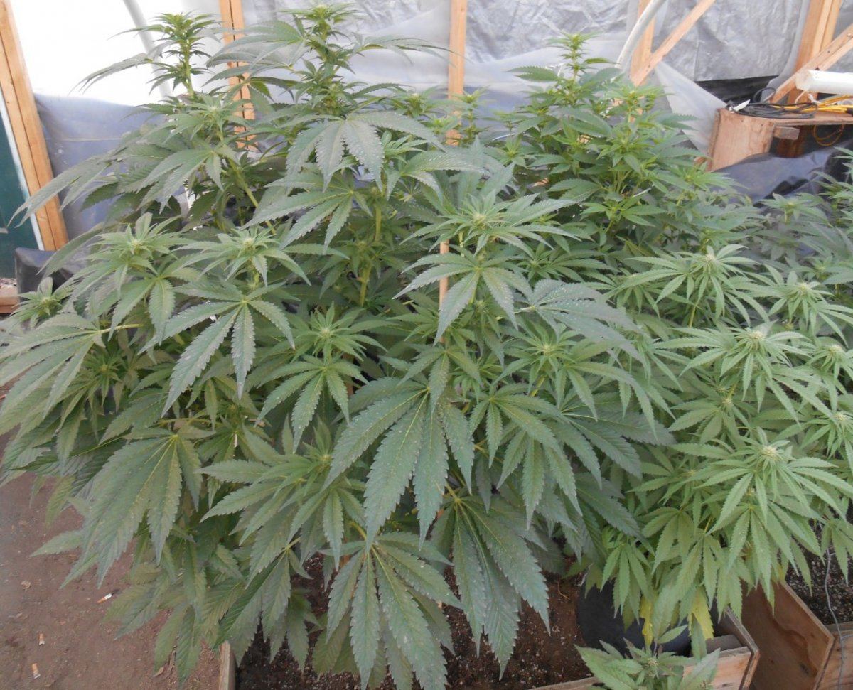 Superskunk211
