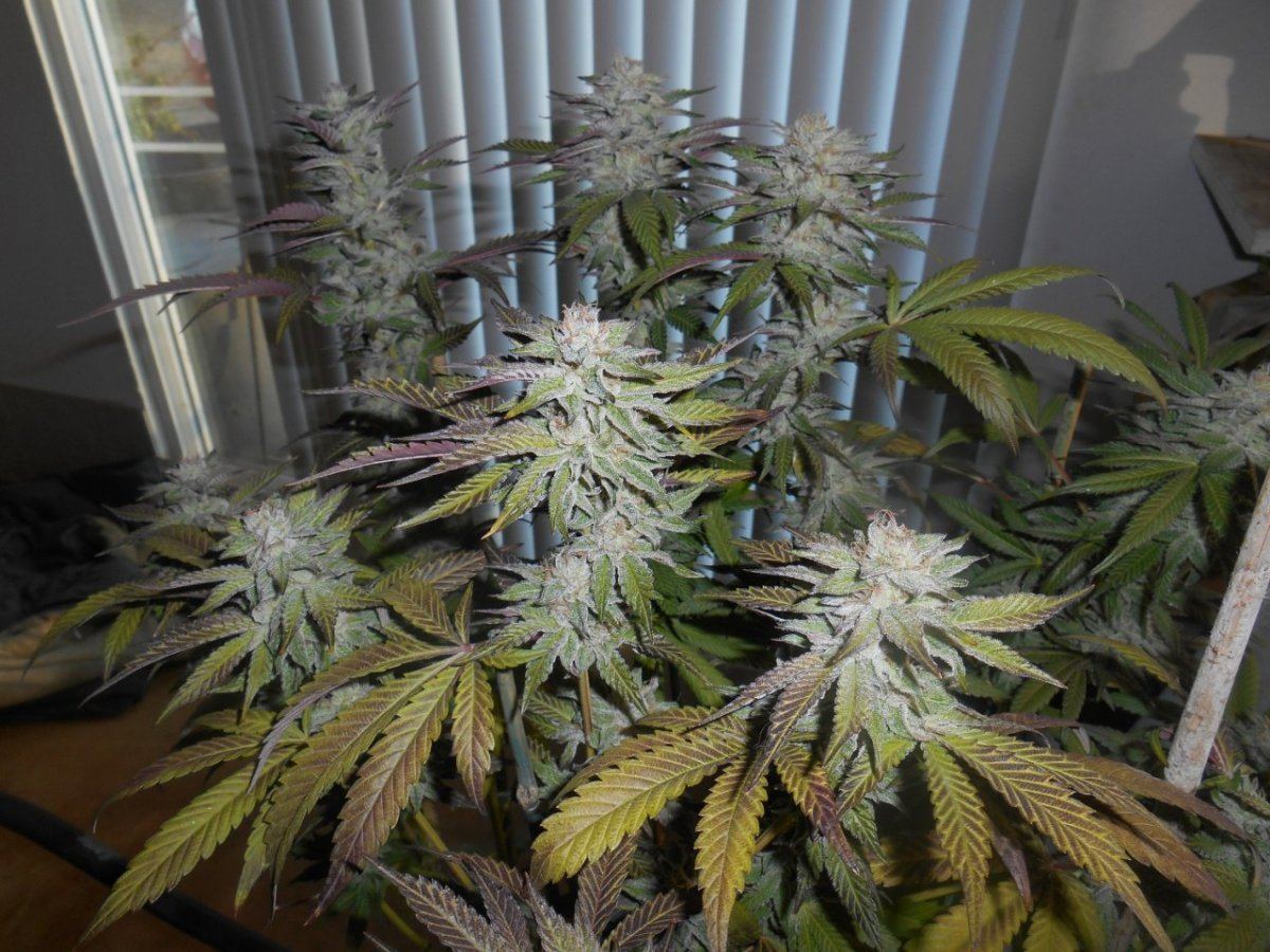 Superskunk224