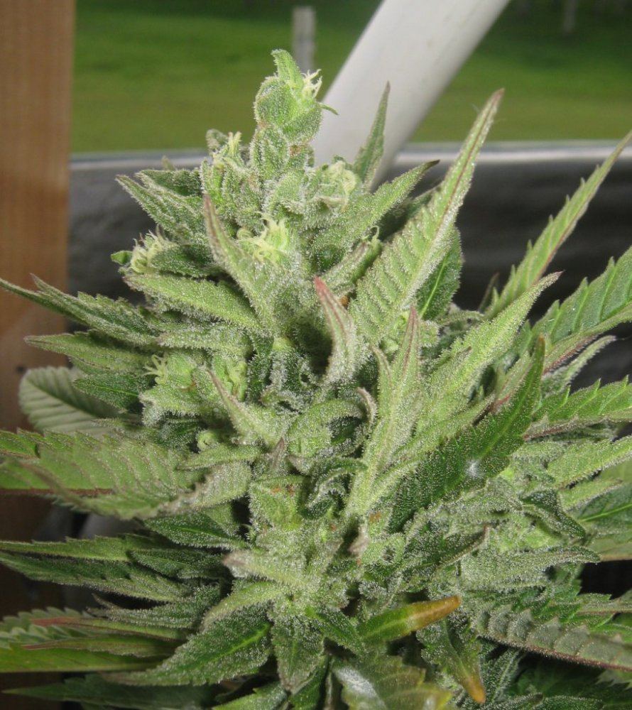 Superskunk331