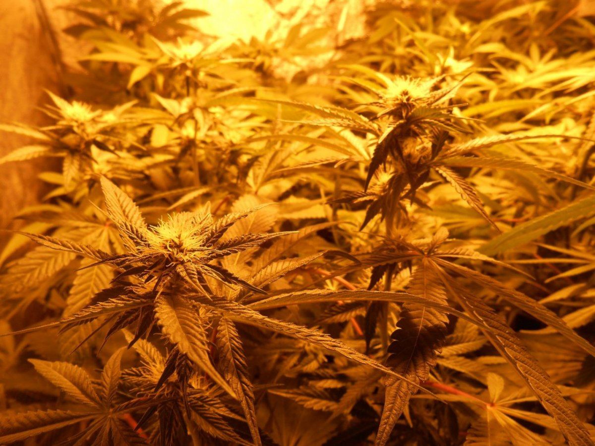Superskunk3weeks
