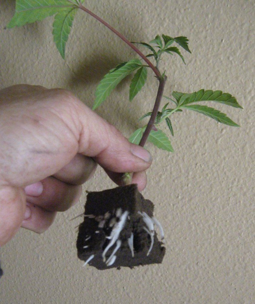 Superskunkroots112014