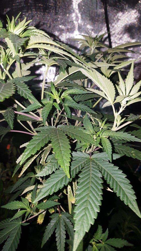 Supersourday2flowfront