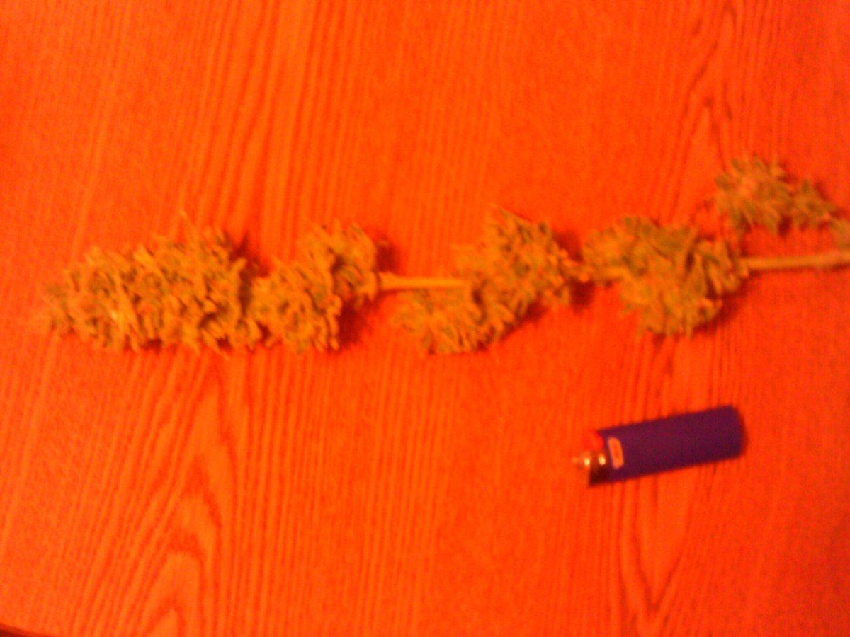 SuperSourOGxQuerkle