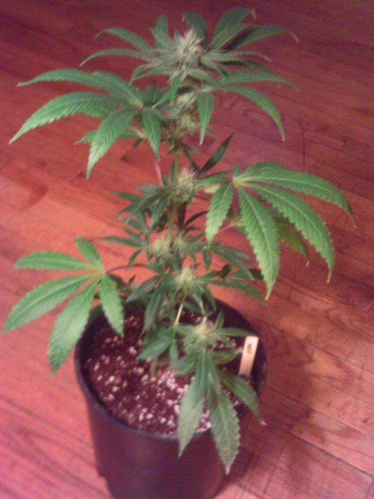 SuperSourOGxQuerkle4weeks