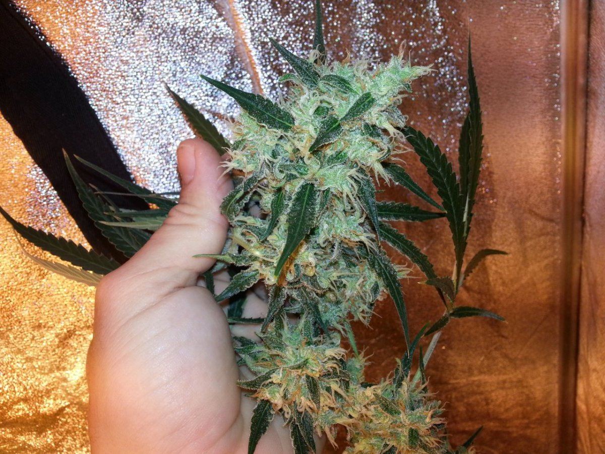 SupLemHaze18wk