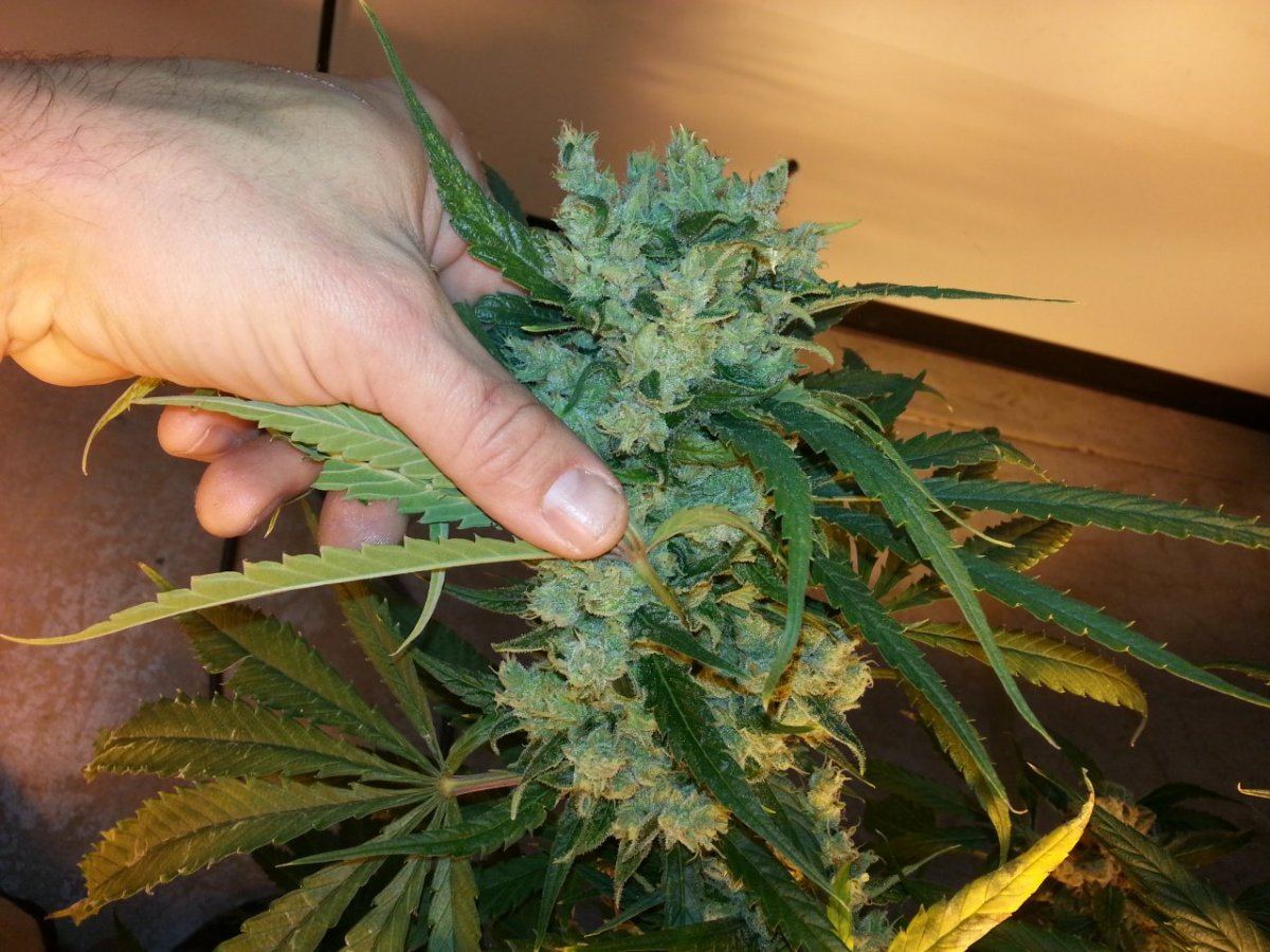 SupLemHaze38wk