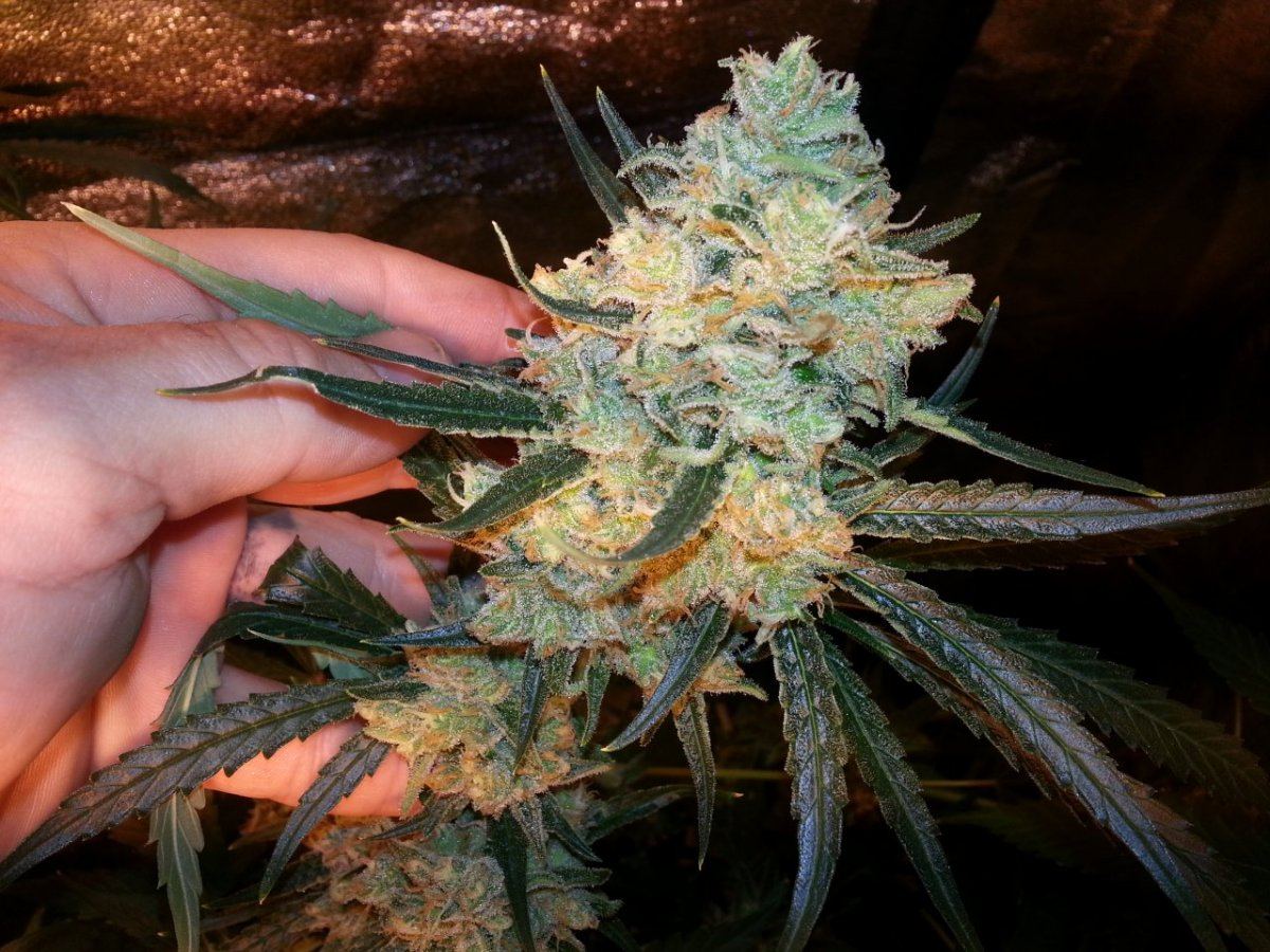 SupLemHaze48wk