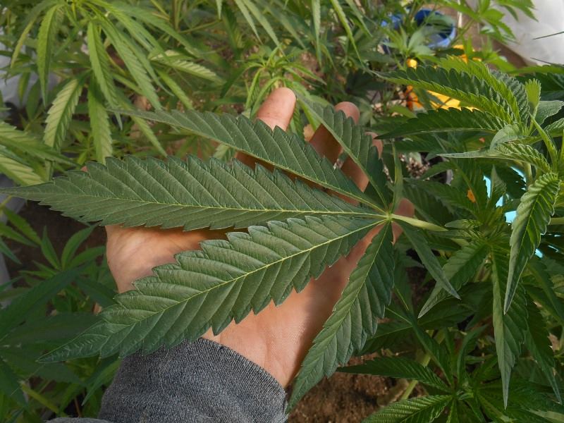 Supperskunkleaf118
