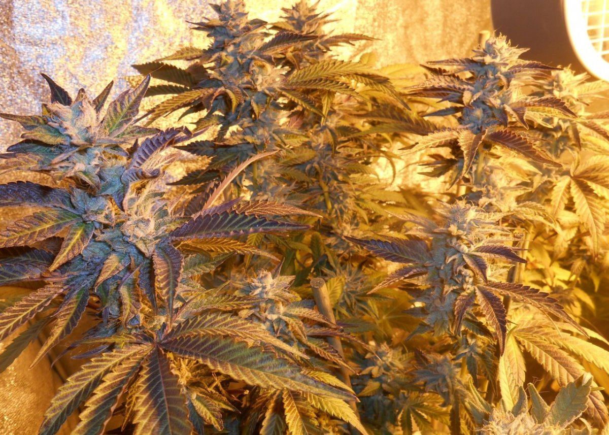 Supperskunkplant47days