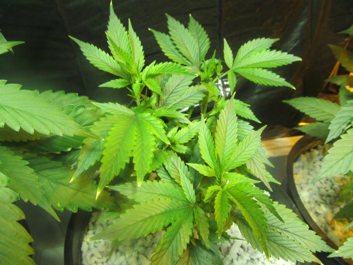 Susie Q Og 2