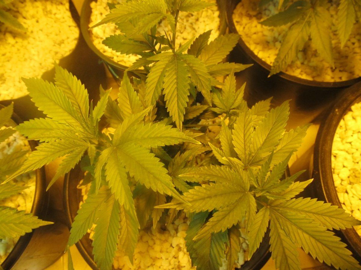 Susie Q Og