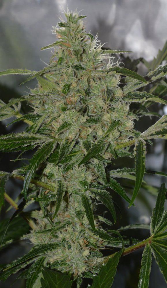 Swan bud
