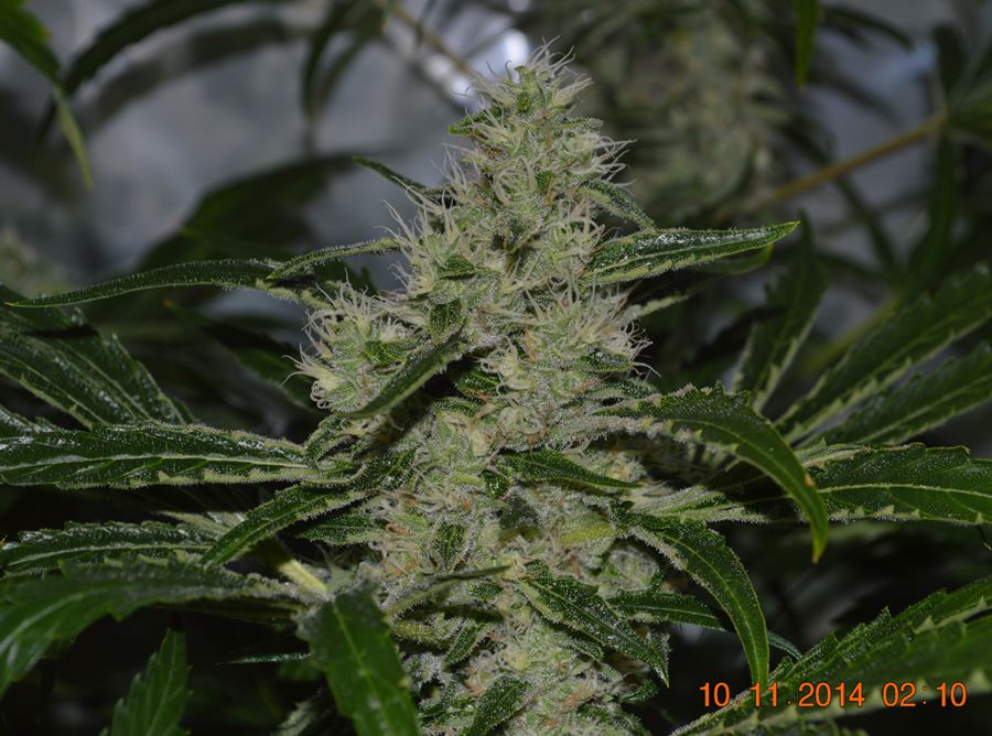 Swan bud2