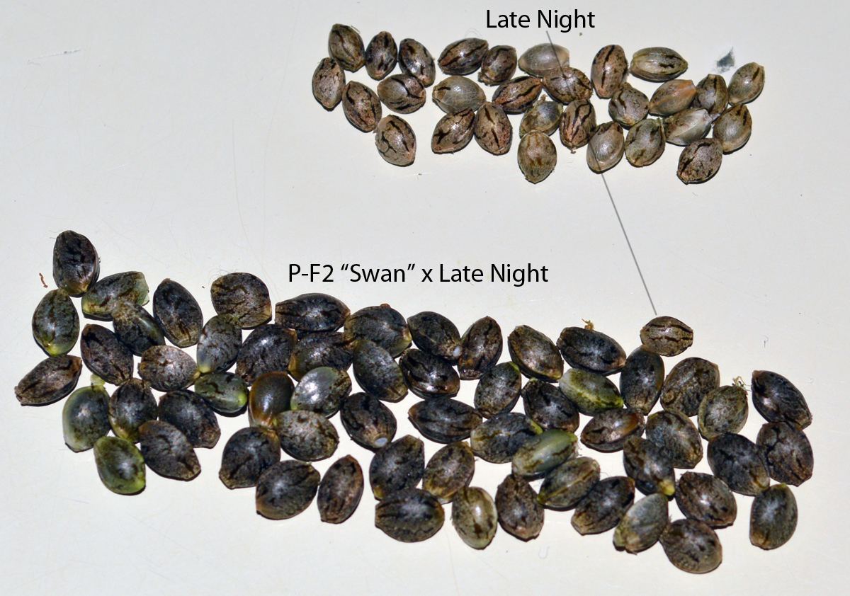 Swan L8N8 seeds