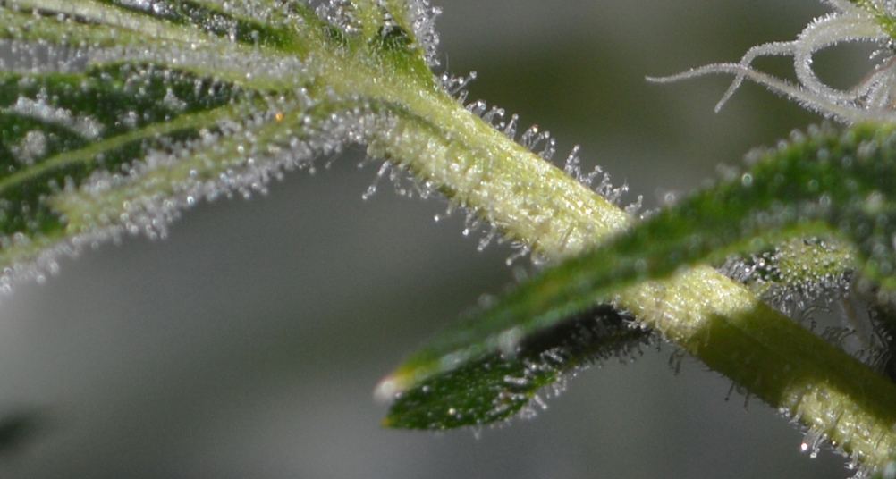 Swan petiole