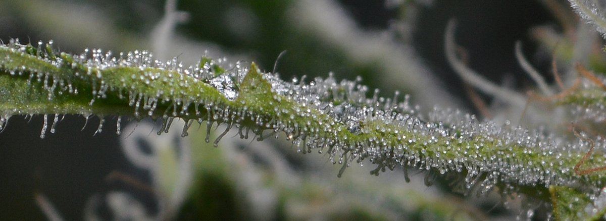 Swan sugarleaf