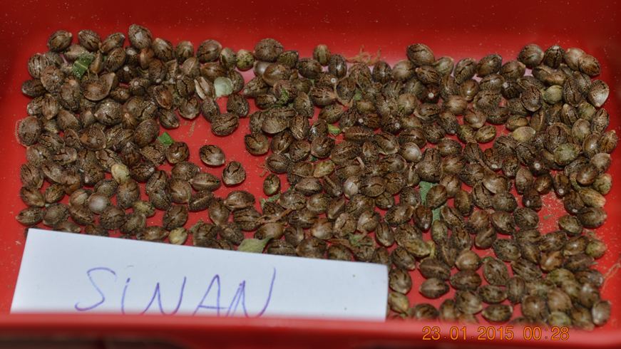 Swanseeds