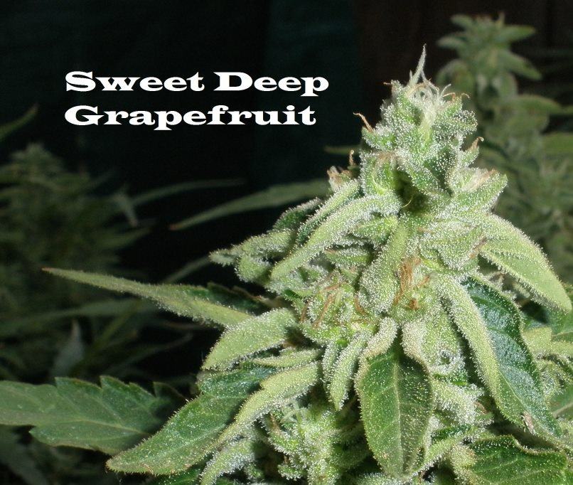 Swd