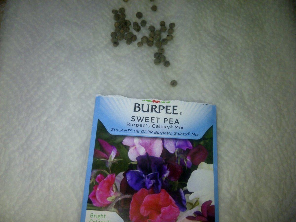 Sweat peas
