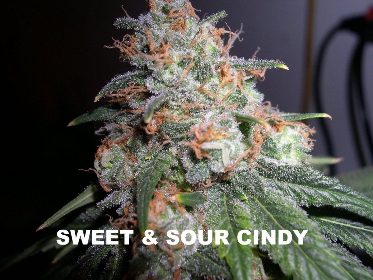 SweetSour Cindy 2 w nametag