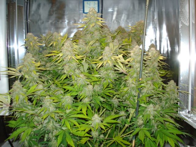 SweetSeeds IceCool 43rd day flowered 002
