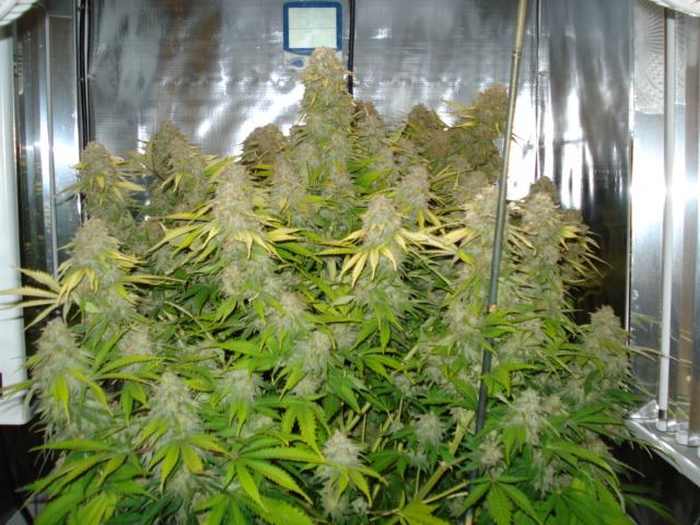 SweetSeeds IceCool 50th day flowered 008