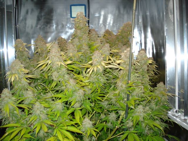 SweetSeeds IceCool 56th day flowered 001