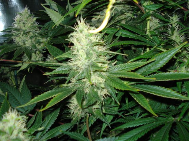 SweetSeeds IceCoolGH SSH 40 days flowered