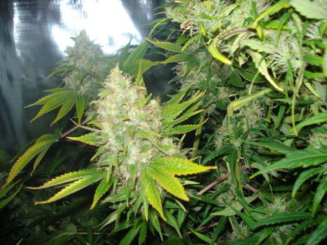SweetSeeds IceCool  GH SSH 53 days flowered 001