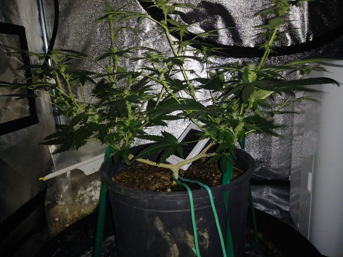 Switched to flower nov29th mainlined clone 3