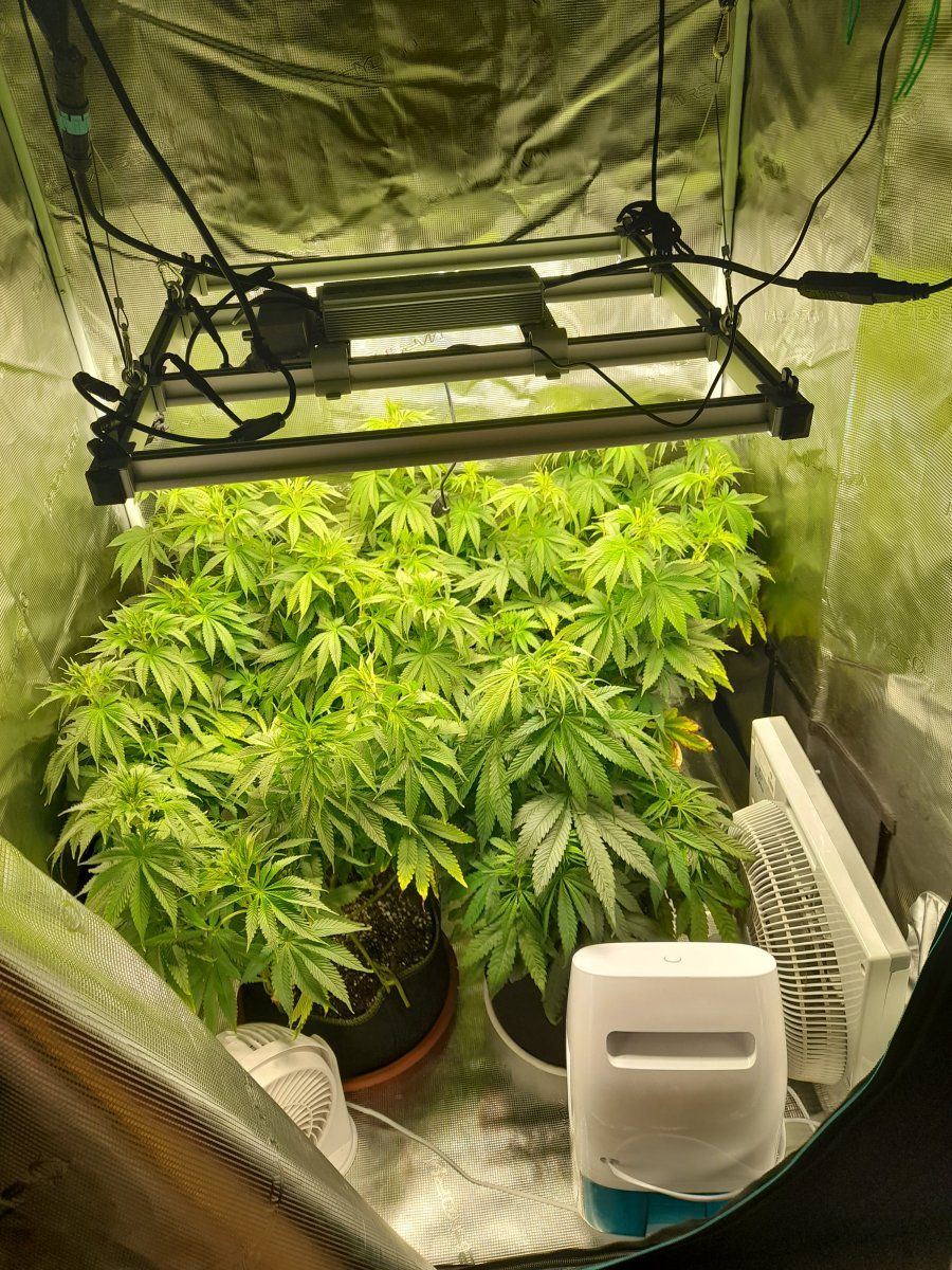 Switching from veg to flower 1st indoor grow any hints and tip from the ogs out there to help  2
