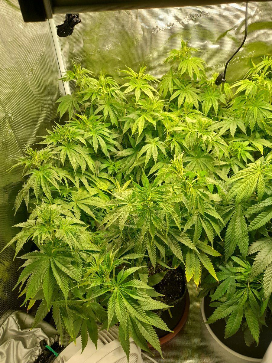 Switching from veg to flower 1st indoor grow any hints and tip from the ogs out there to help  3