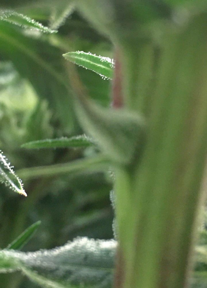 Swollen calyx is this hermie or normal