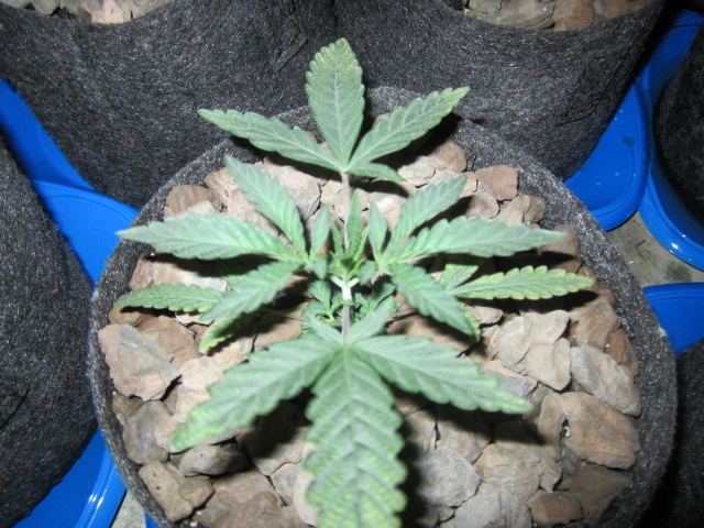 Symbiote420 053