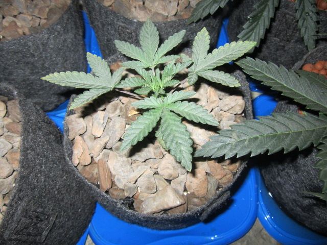 Symbiote420 056