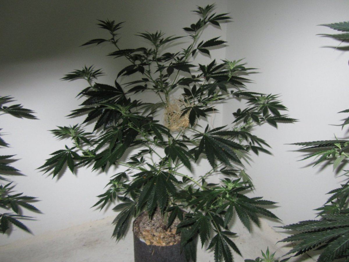 Symbiote420 172