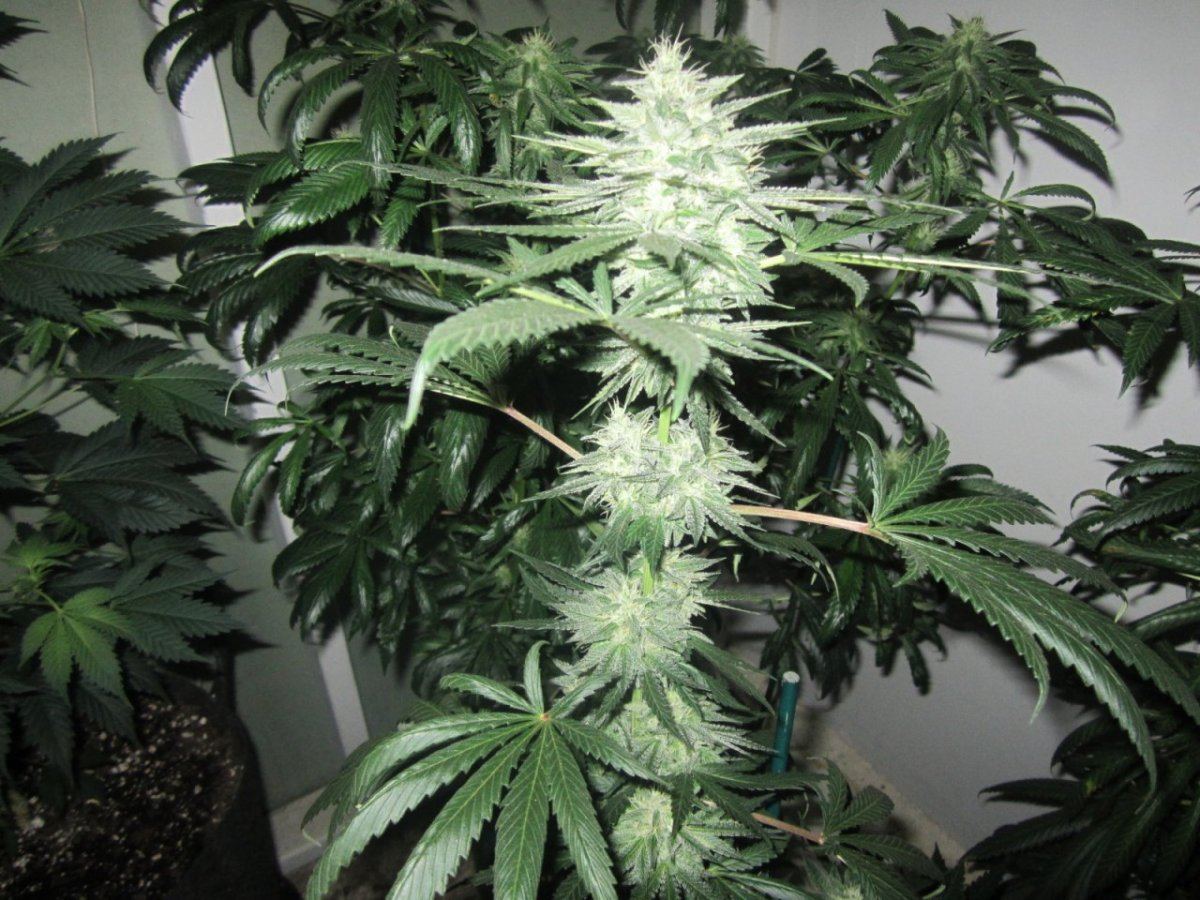 Symbiote420 477