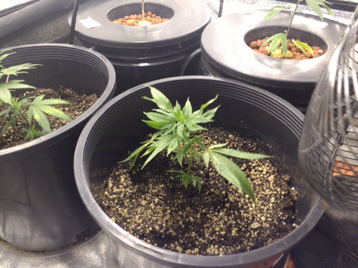 T bone grow tents 2