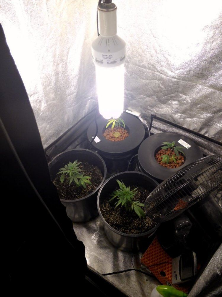 T bone grow tents 3