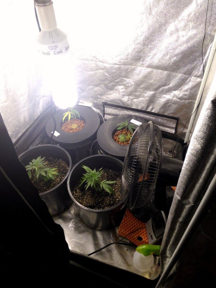 T bone grow tents 4