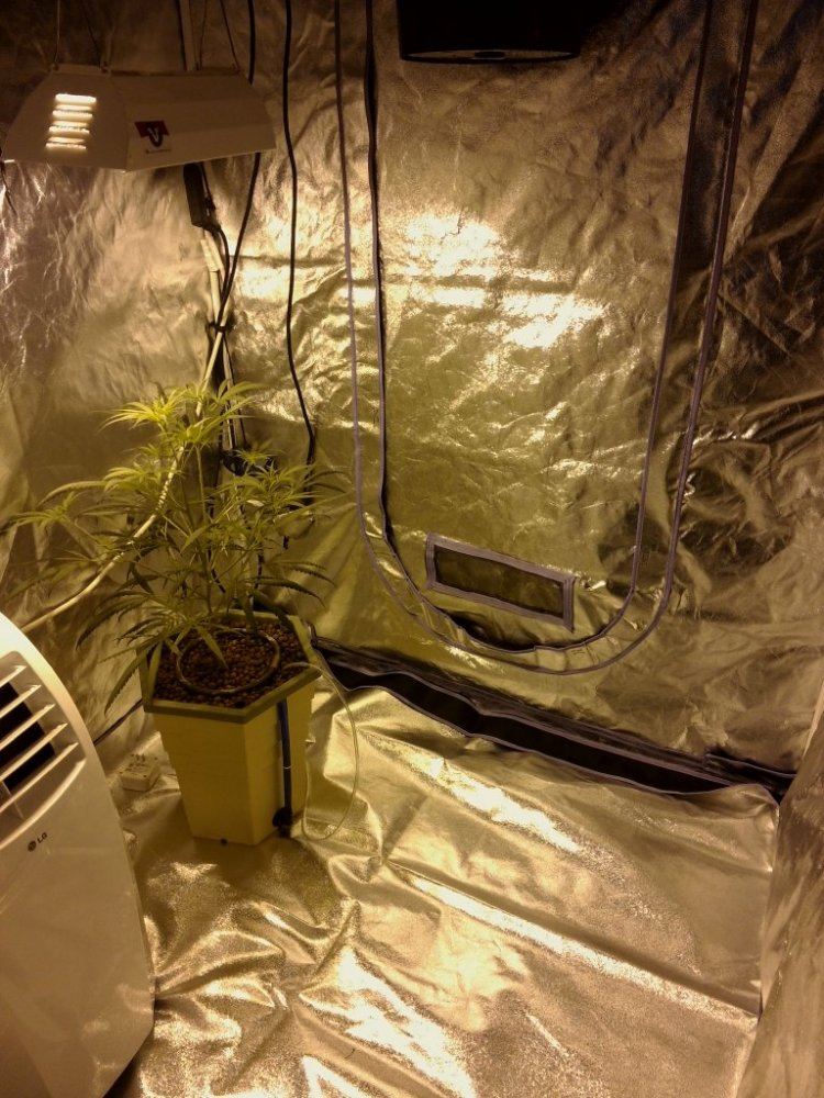 T bone grow tents 5