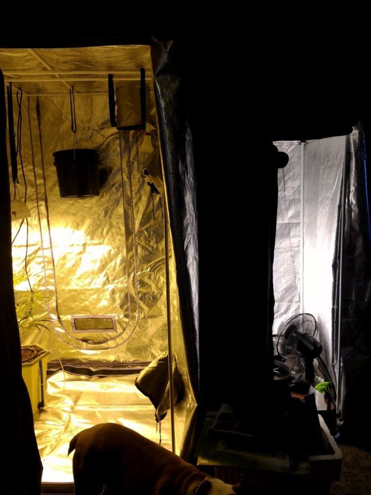 T bone grow tents 6