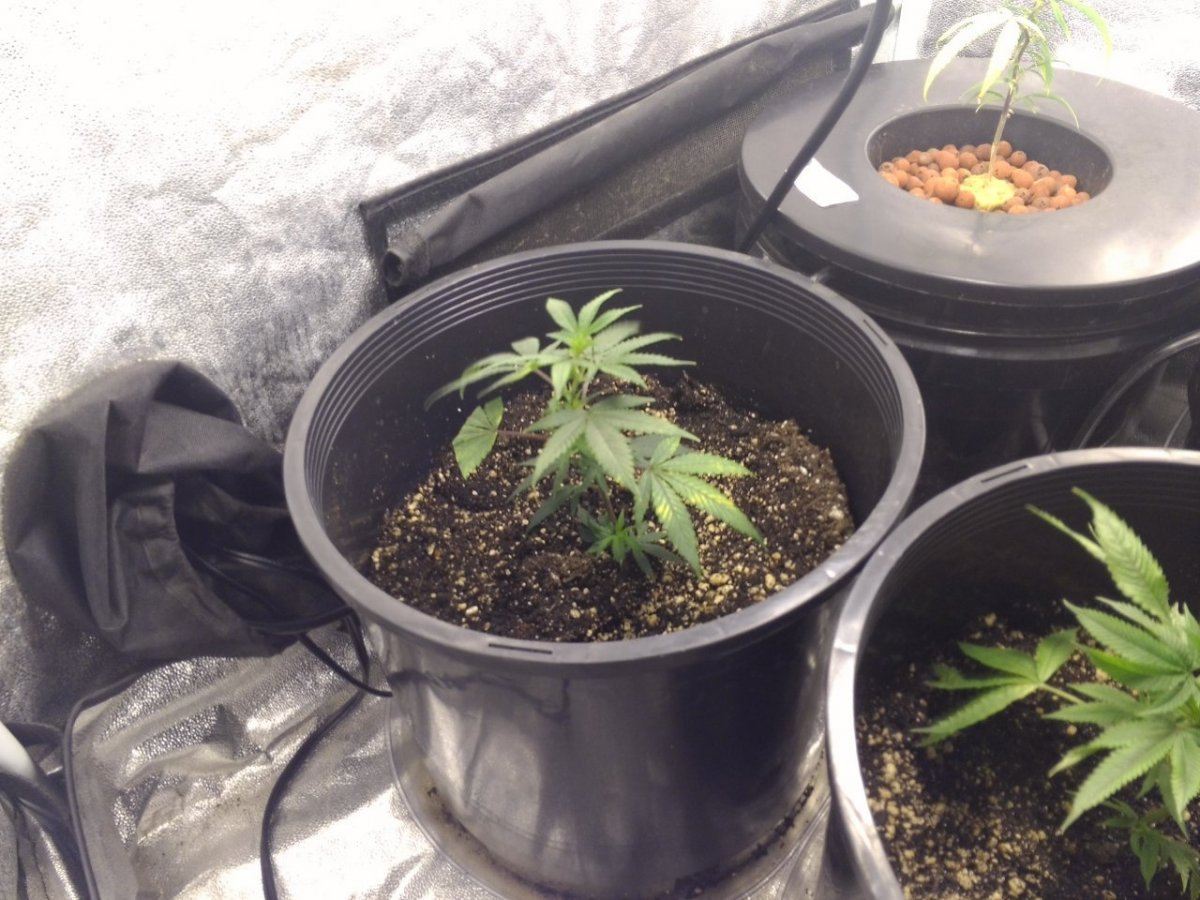 T bone grow tents